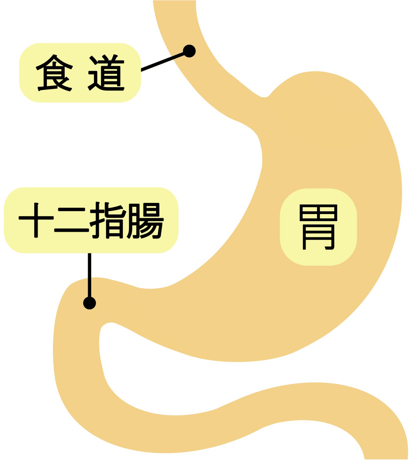 胃・十二指腸の病気